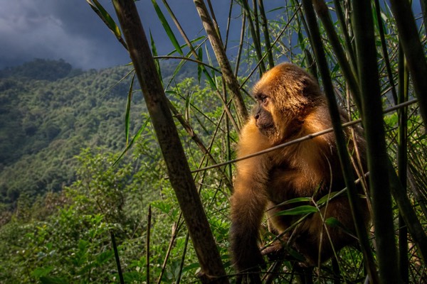 Gorilla or Golden Monkey Trek