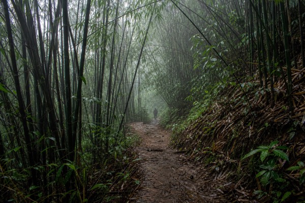 1-Day Gorilla Trek from Kigali
