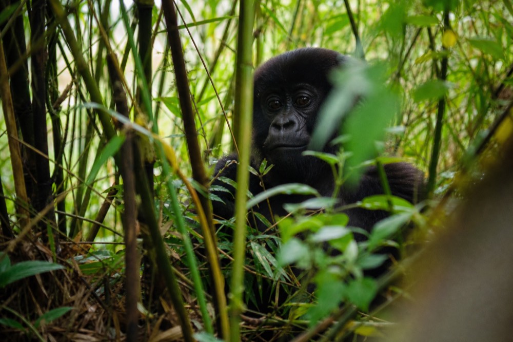 A juvenile gorilla peering out from thick green undergrowth a few metres away, blurred foreground leaves, soft diffused rainforest light