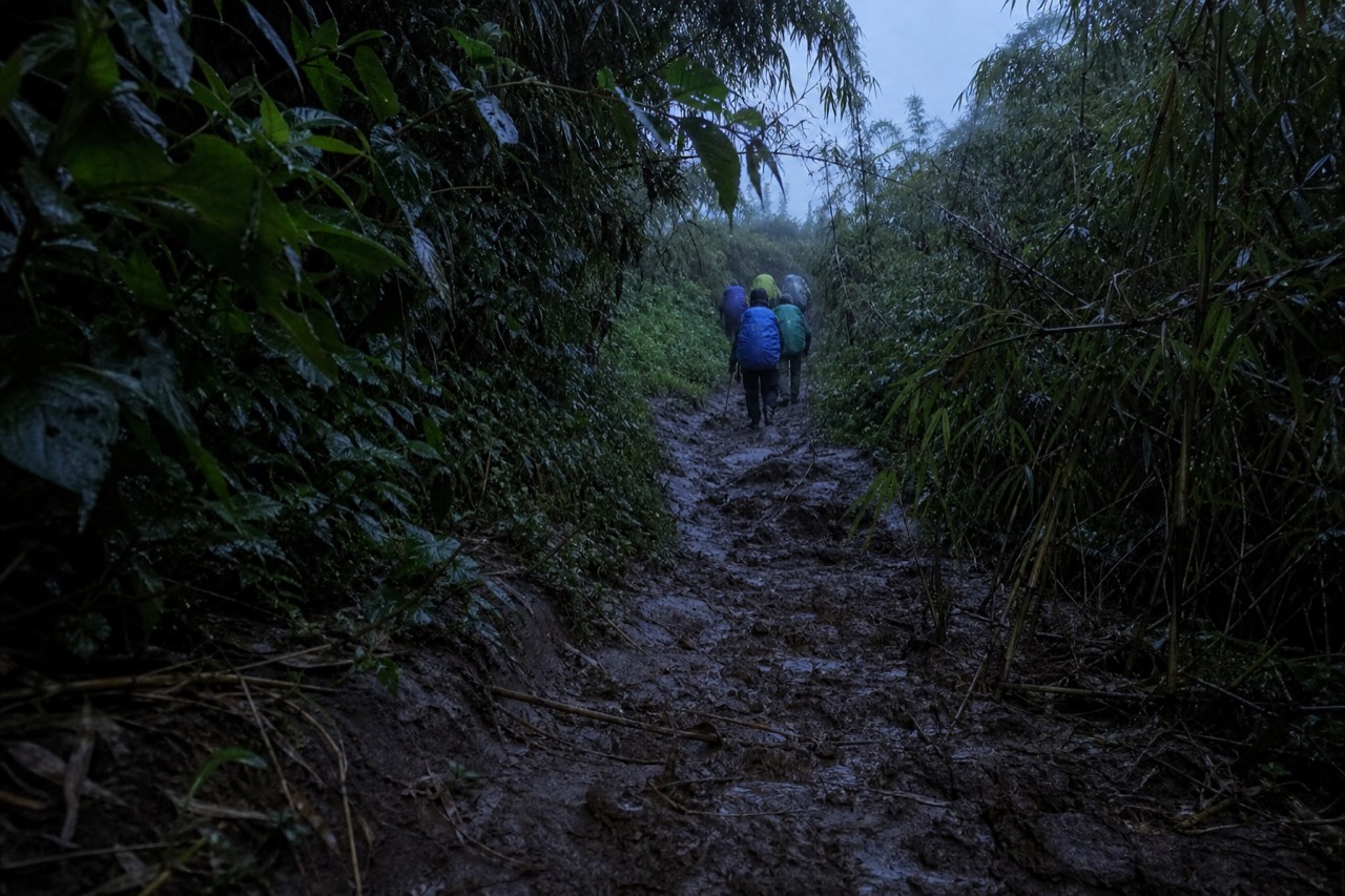A steep muddy forest path churned by boot prints climbing between dense stinging nettles and bamboo, rain dripping from broad leaves in flat grey light
