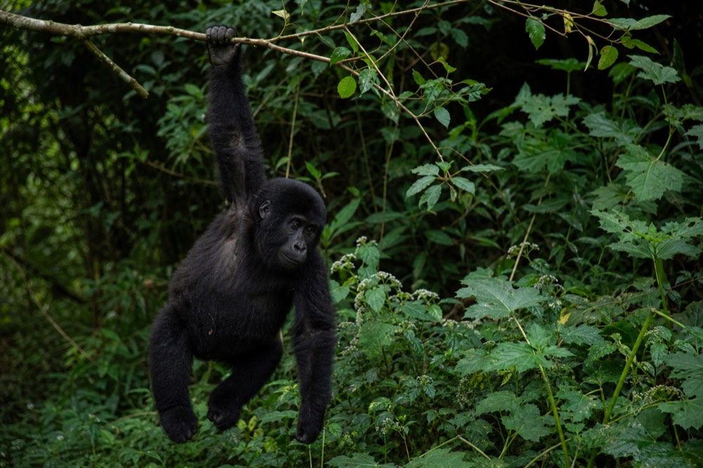 A juvenile gorilla hanging one-armed from a thin branch above a bed of nettles and wild celery, dark forest canopy closing overhead