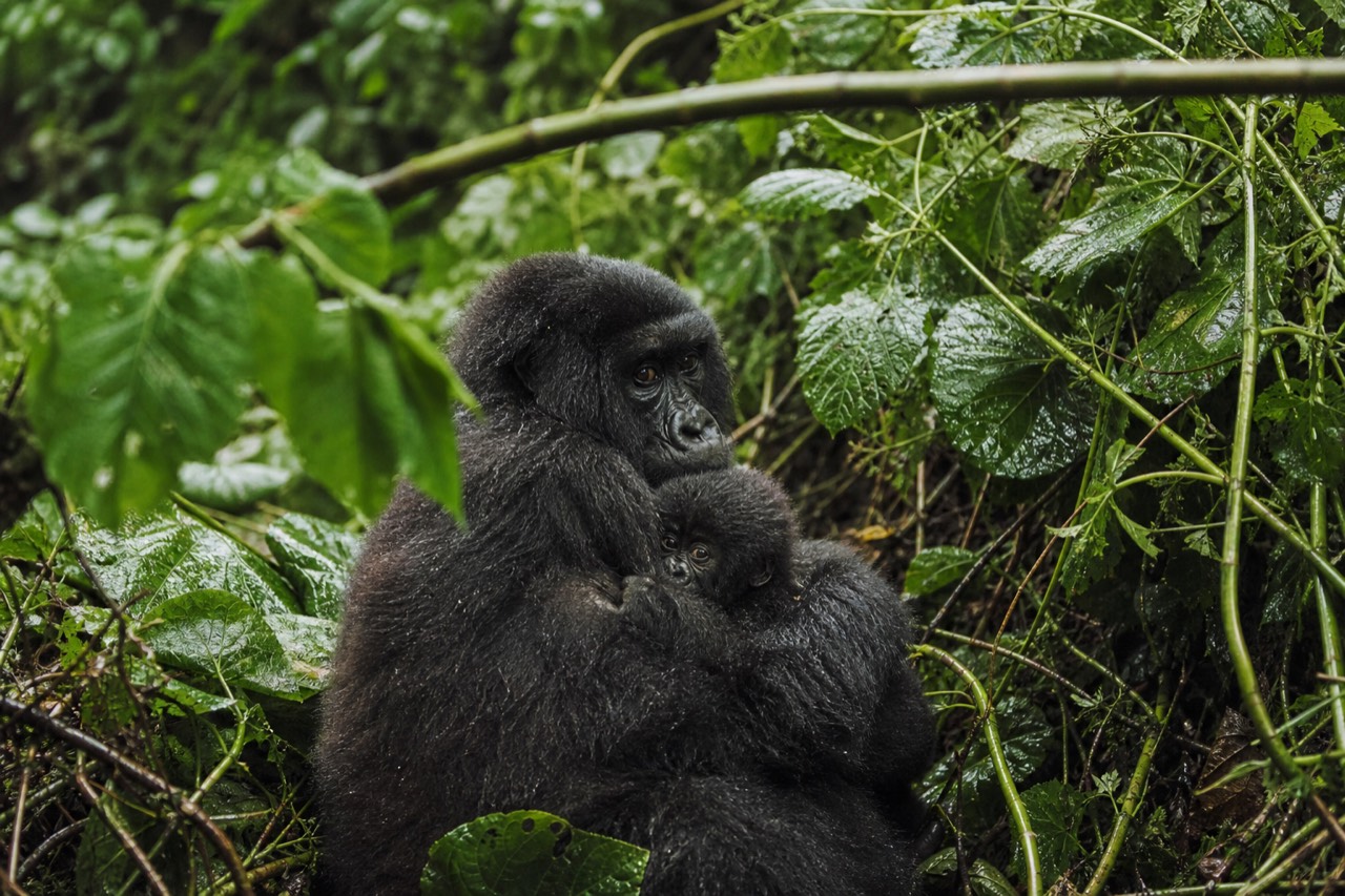A mountain gorilla mother cradling an infant in dense wet vegetation on a volcanic slope, muted green light, rain sitting on the broad leaves around them