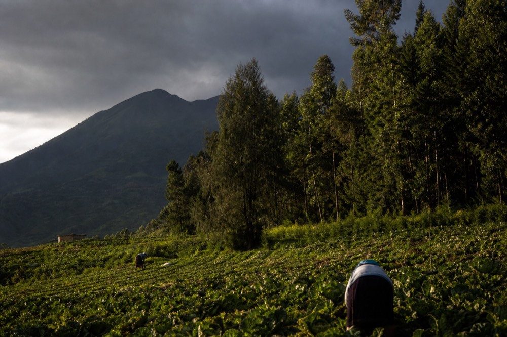 Terraced farmland pressed right up against a dark forest boundary, figures bent over the crop rows in low afternoon light, volcano slopes rising behind