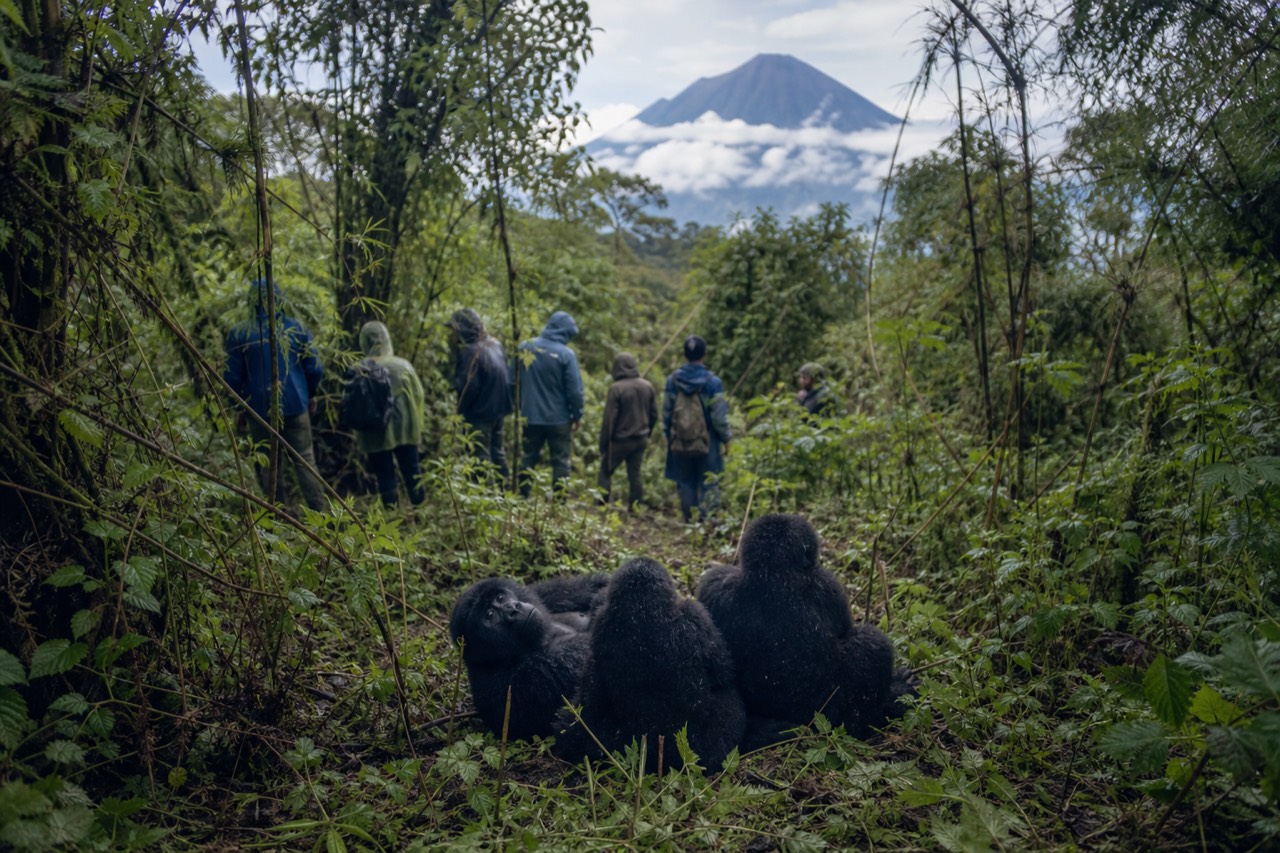A line of trekkers standing well back from a resting gorilla family in tall forest vegetation, rain hoods up, soft diffuse light filtering through the canopy