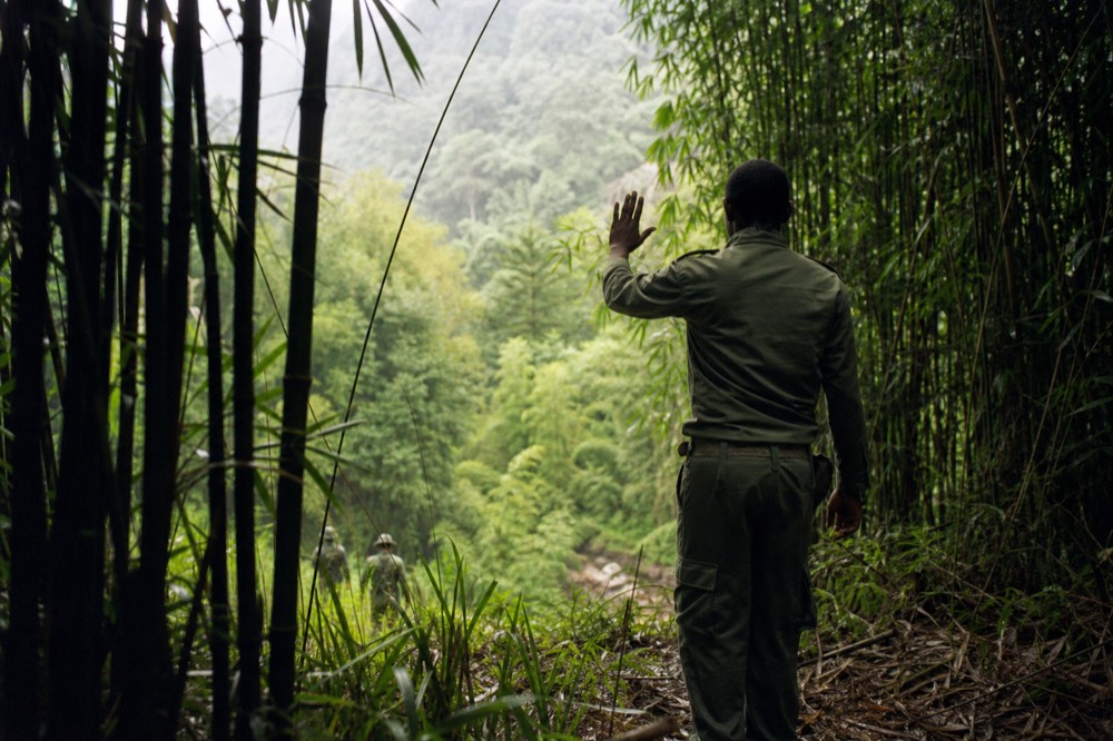 Uniformed park ranger standing at the edge of a bamboo clearing with one hand raised in a slow stop gesture, seen from behind, misty green forest ahead