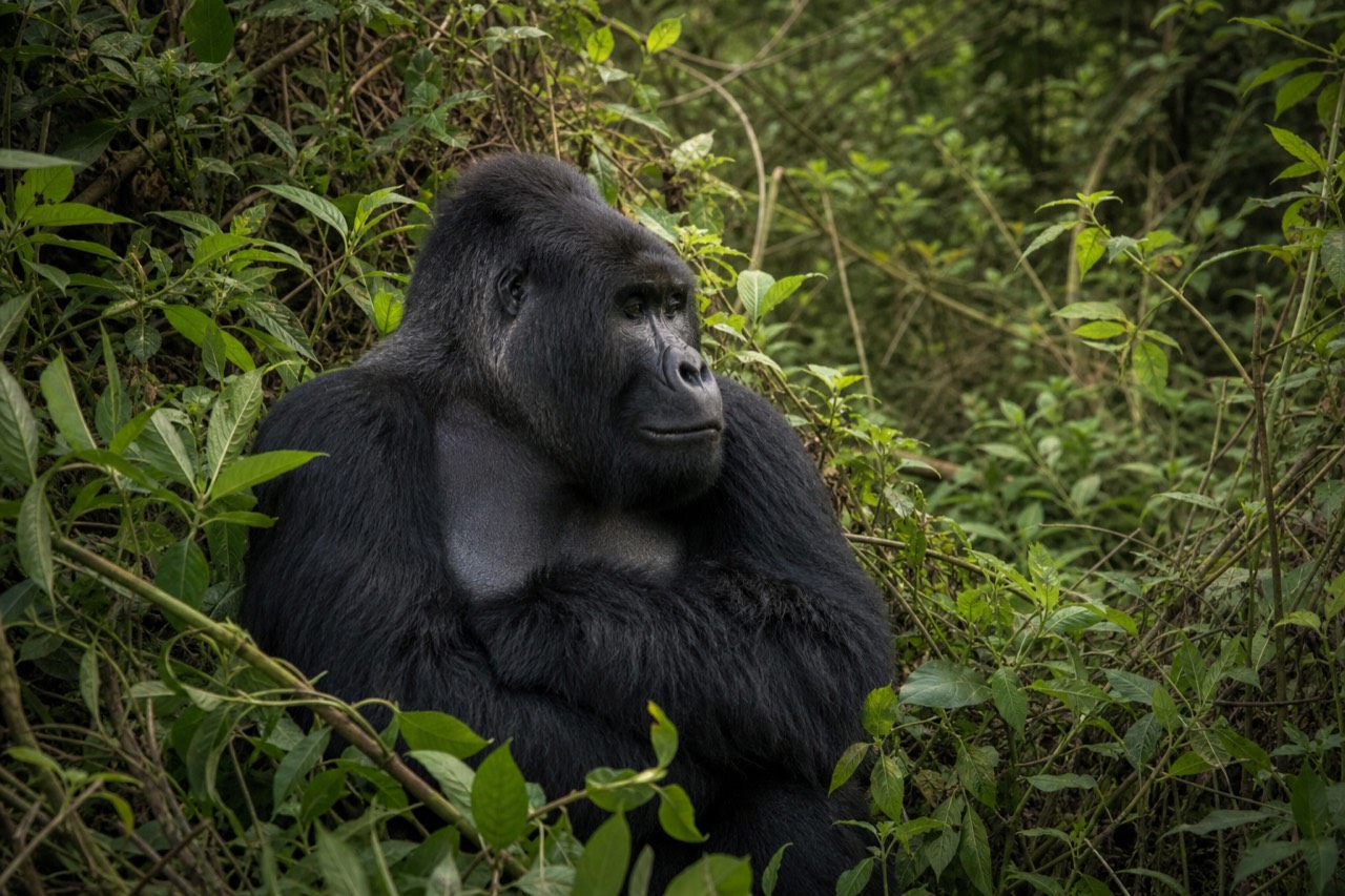 Adult mountain gorilla sitting calmly in dense green vegetation with mouth closed, looking slightly away from the camera, soft diffused forest light