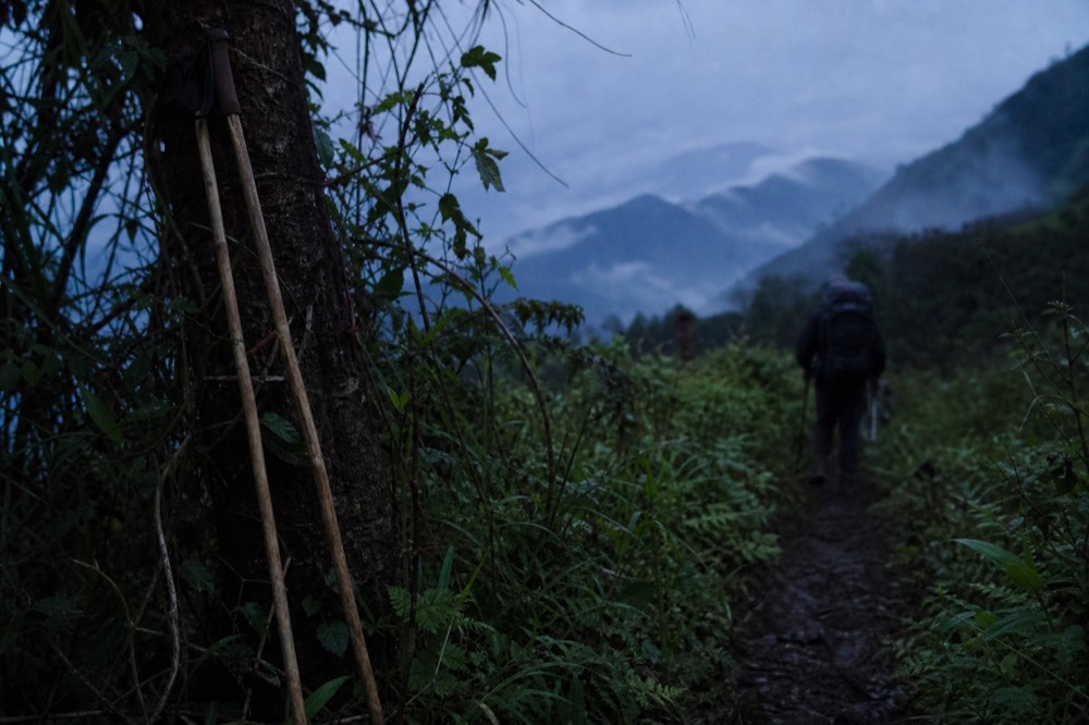 A narrow trail cut through nettles and tangled vines on a steep volcanic slope, mud churned by boots, two walking sticks leaning against a tree