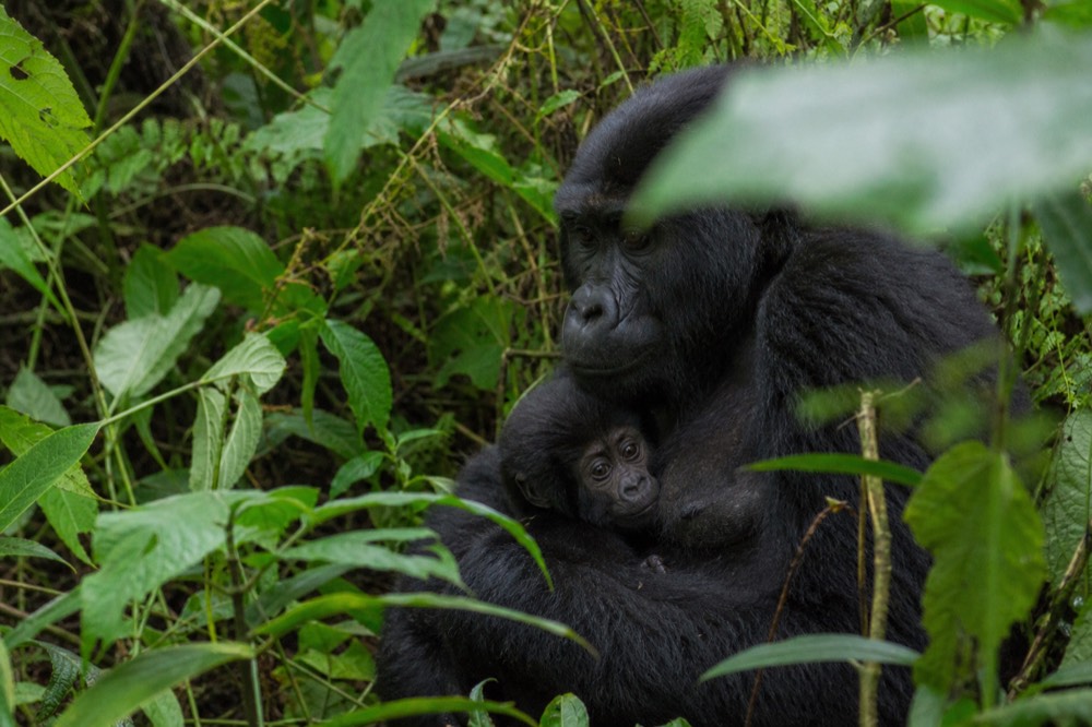 A female mountain gorilla cradling an infant in dense wet vegetation, both partly screened by broad green leaves, flat overcast forest light