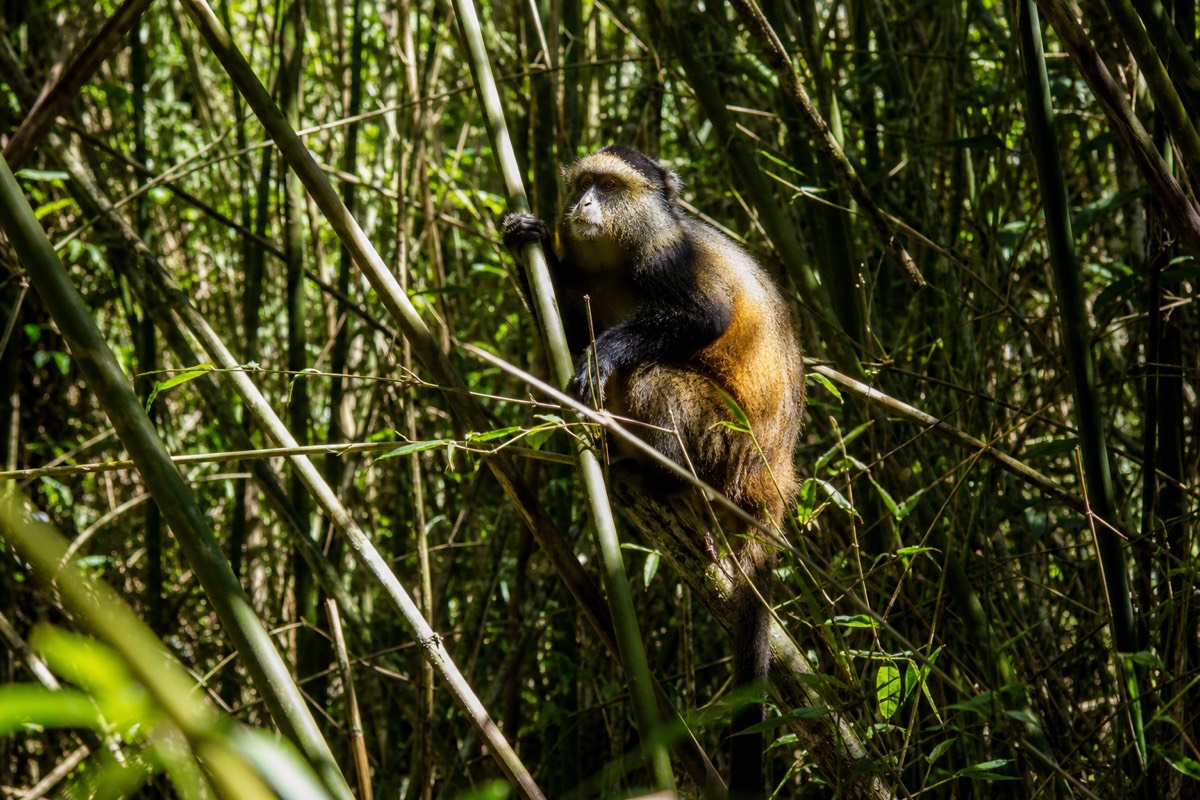 A golden monkey perched in a bamboo thicket in the Virunga forest