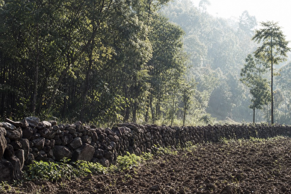 A dry stone buffalo wall running along the edge of cultivated fields, dark forest rising immediately behind it, morning mist caught in the treetops