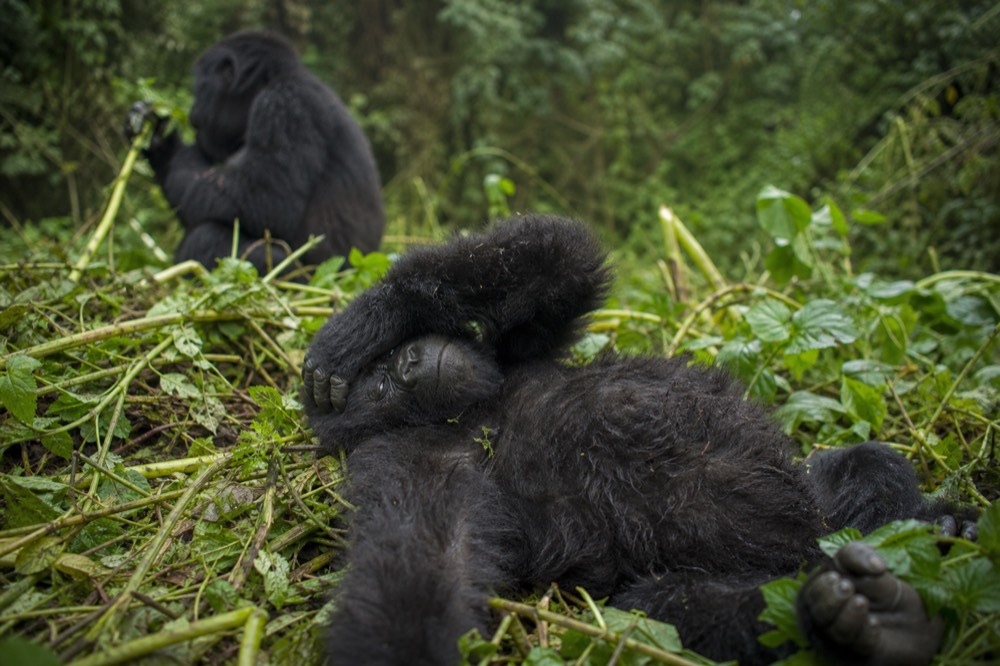 A young mountain gorilla lying on its back in flattened vegetation, one arm across its face, an adult female feeding out of focus behind it