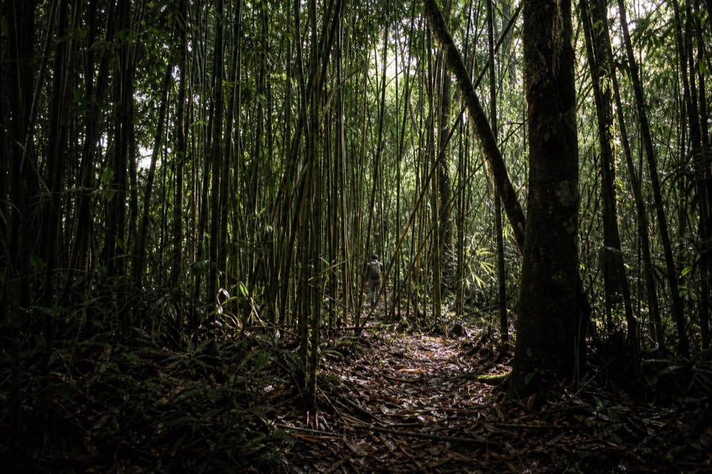 Dense bamboo forest interior with slender green stems crowding a faint path, shafts of pale light filtering down through the canopy onto wet leaf litter