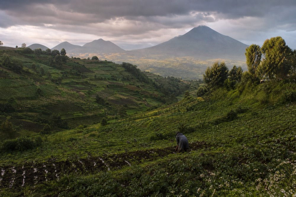 Rain-soaked terraced hillsides below the volcanoes, brilliant green potato and pyrethrum plots stepping down a slope under heavy grey cloud