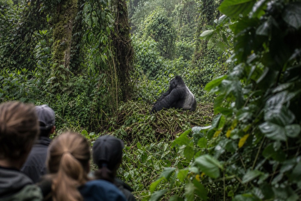 A silverback mountain gorilla resting in a nest of crushed vegetation on a forest slope, dappled light on his back, dense foliage framing him at a respectful distance
