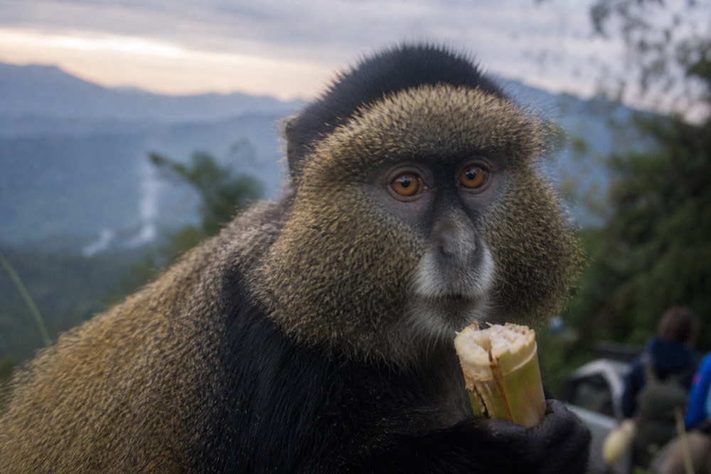 Close crop of a golden monkey's face and shoulders, amber eyes, gold-flecked fur across the back, a bitten bamboo shoot held in one hand