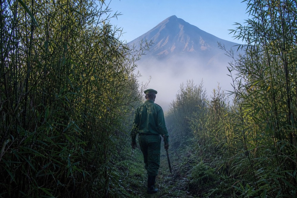 A ranger in green uniform walking a narrow trail between tall bamboo stands, machete at his side, thick mist closing the path behind him