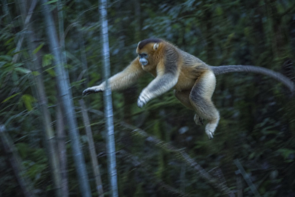 A golden monkey leaping between bamboo stems in mid-air, background foliage blurred by the motion, cool grey daylight filtering through the canopy