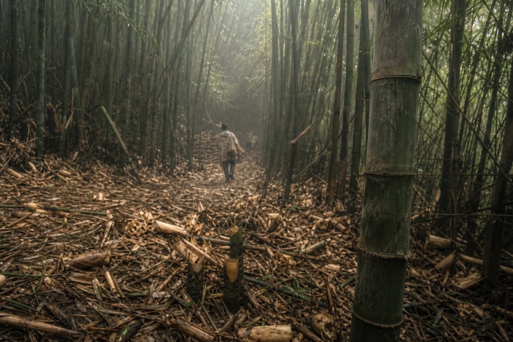 Bamboo forest floor littered with freshly chewed shoots and torn leaf debris, narrow shafts of sunlight breaking through the canopy above