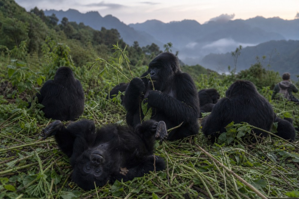 A troop of mountain gorillas resting in a clearing of trampled vegetation, a juvenile rolling on its back in the foreground, adults feeding behind