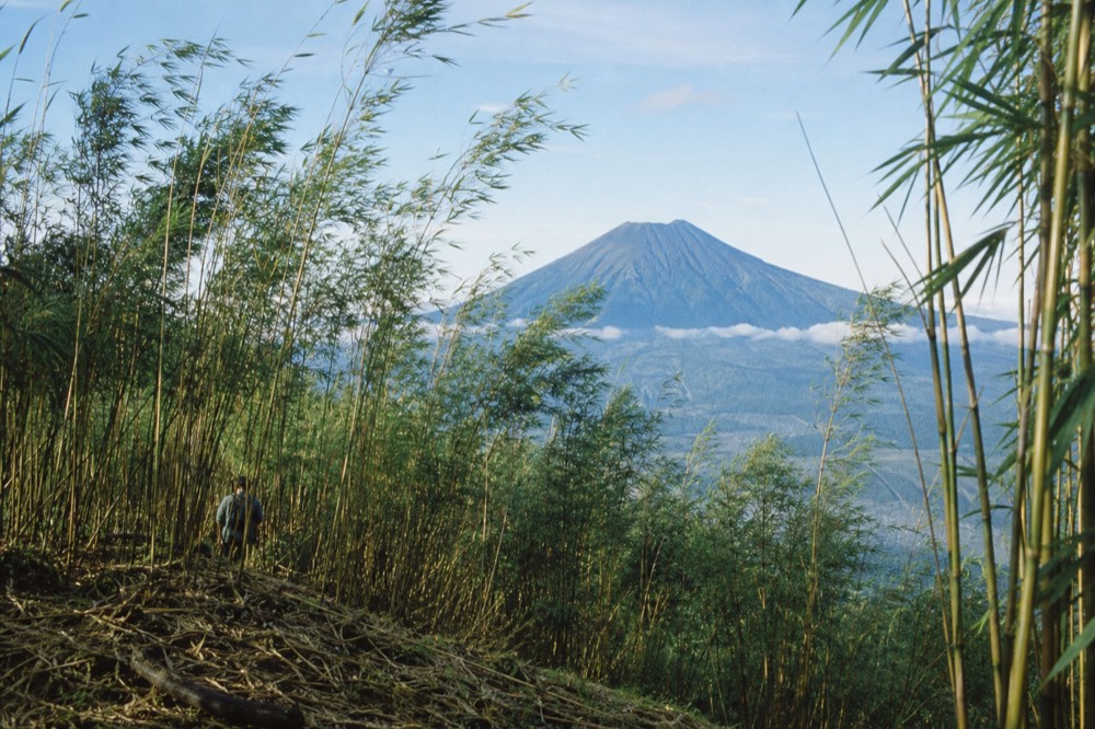 Dense stands of green bamboo on a steep volcanic slope, stems bending in wind, the forest floor deep in fallen leaf litter