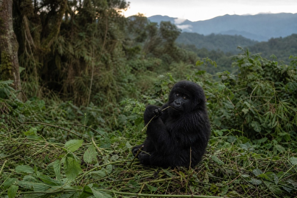 Young mountain gorilla sitting in a clearing of crushed green vegetation, chewing a stem, soft overcast forest light, dense undergrowth all around