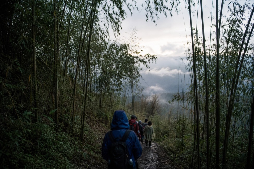A small group of trekkers in rain jackets pausing on a muddy forest path beneath tall bamboo, backs to the camera, low cloud drifting between the stems