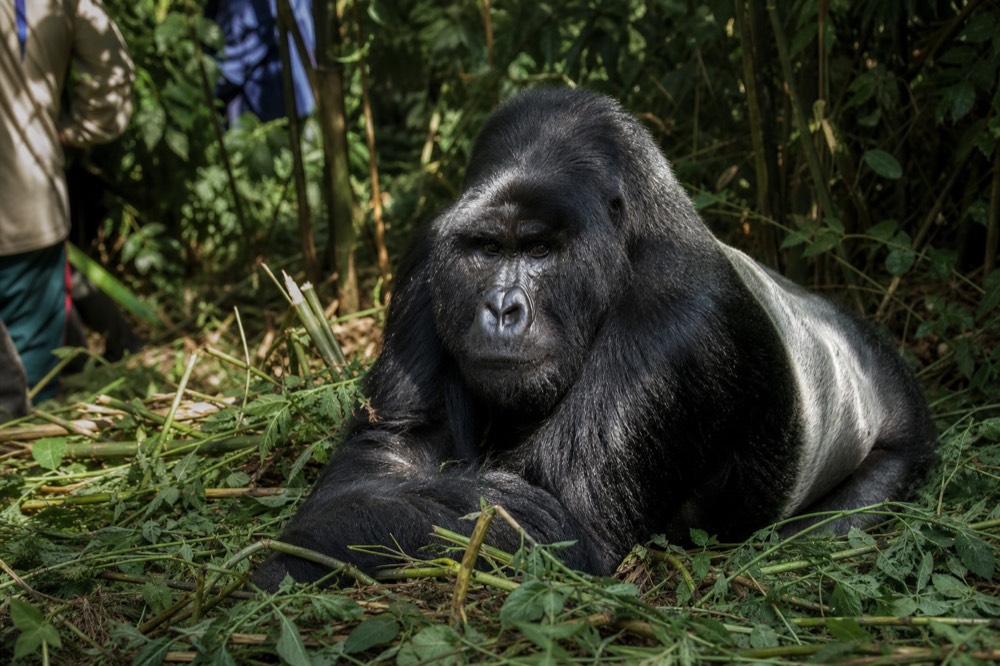 A silverback mountain gorilla sitting among crushed wild celery stalks in dense green undergrowth, dappled forest light falling across his shoulders