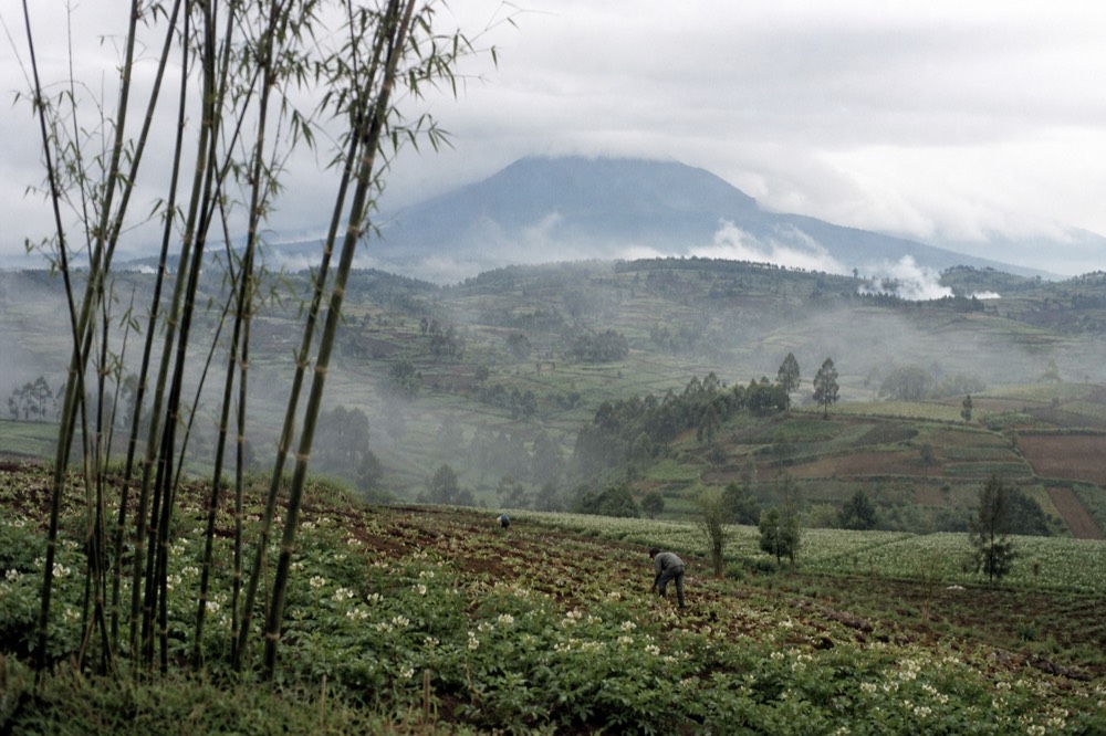 Terraced potato and pyrethrum fields stepping down the foothills below the park, farmers working the rows, a volcano summit under cloud in the distance