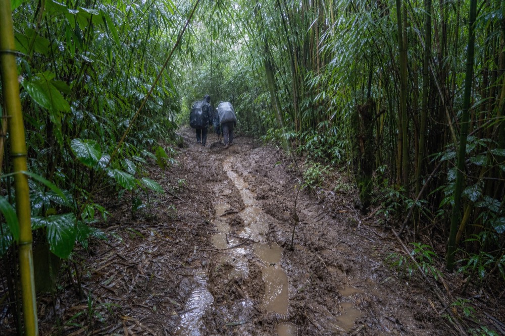 A muddy forest trail climbing between tall bamboo stems, wet leaves catching flat grey light, boot prints filling with water in the churned earth