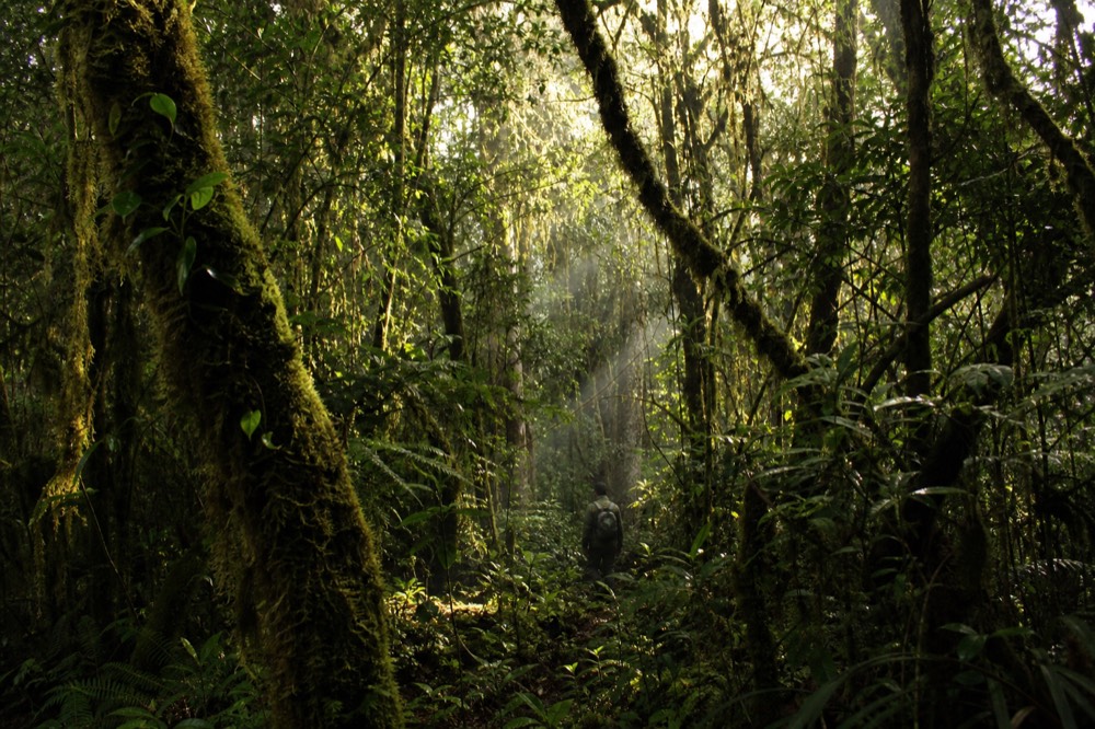 Dense montane rainforest interior with hanging vines and moss-covered trunks, shafts of pale light falling through a closed canopy onto wet undergrowth