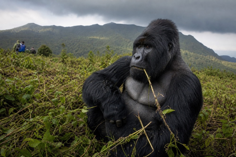 A silverback mountain gorilla sitting upright in wet vegetation, forearm resting on one knee, chewing a stem while looking slightly away from the camera