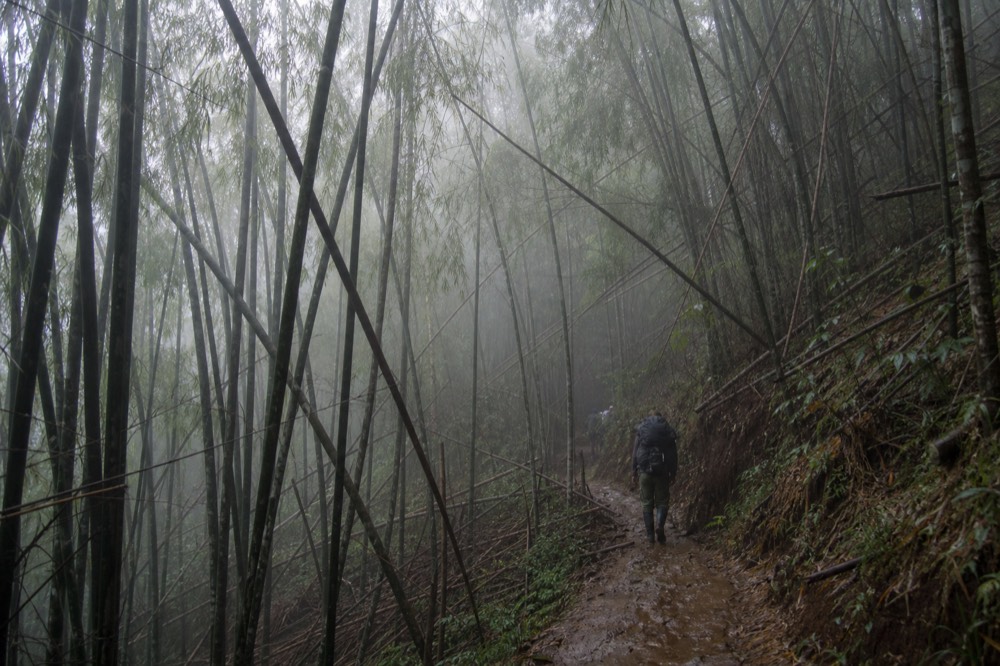 Dense bamboo forest on a steep volcanic slope, pale stems bending over a muddy footpath, low cloud drifting between the trunks in flat morning light