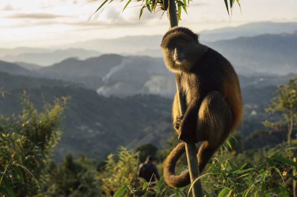 A golden monkey with orange-gold flank fur perched on a bamboo stem, tail curled below, dappled green light across its face and shoulders
