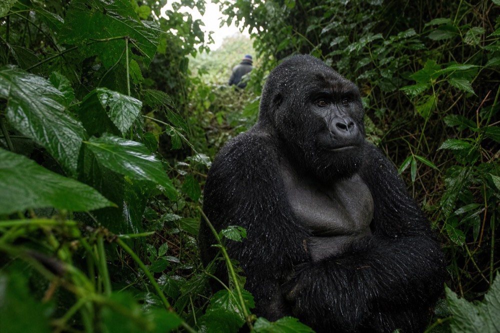 A silverback mountain gorilla sitting in wet undergrowth with hands resting on his knees, rain beading on black fur, broad green leaves filling the frame