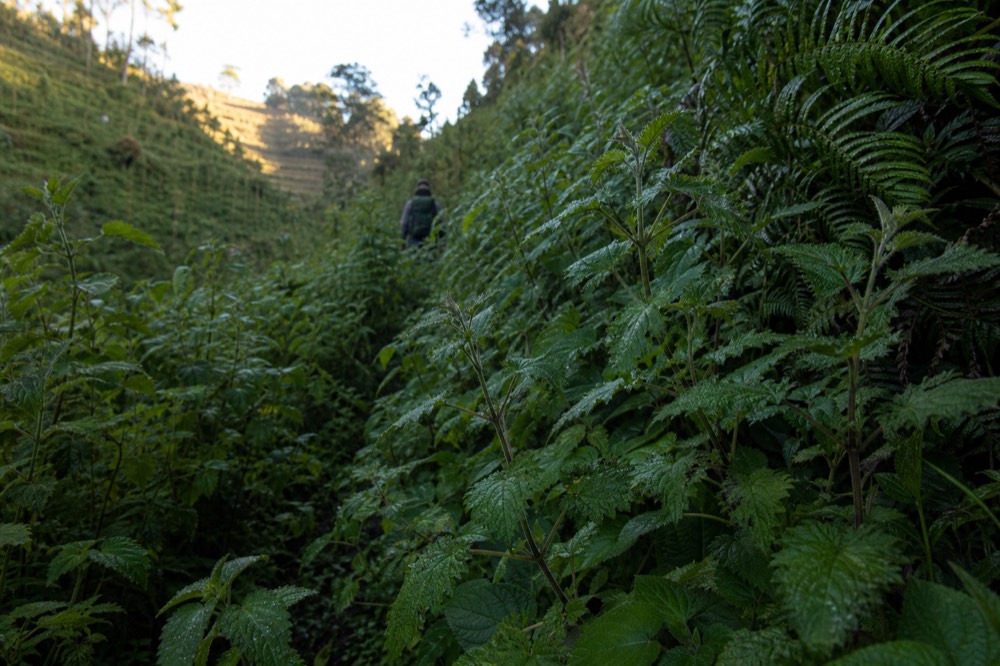 Close-up of dense stinging nettles and broad-leaved undergrowth crowding a narrow cut trail, morning dew on the leaves, dark forest floor beneath